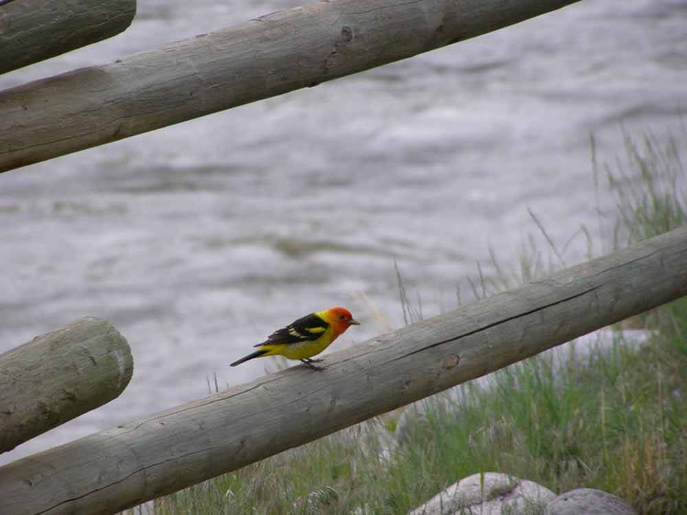 A small bird perched on a wooden fence at YELLOWSTONE RV PARK
