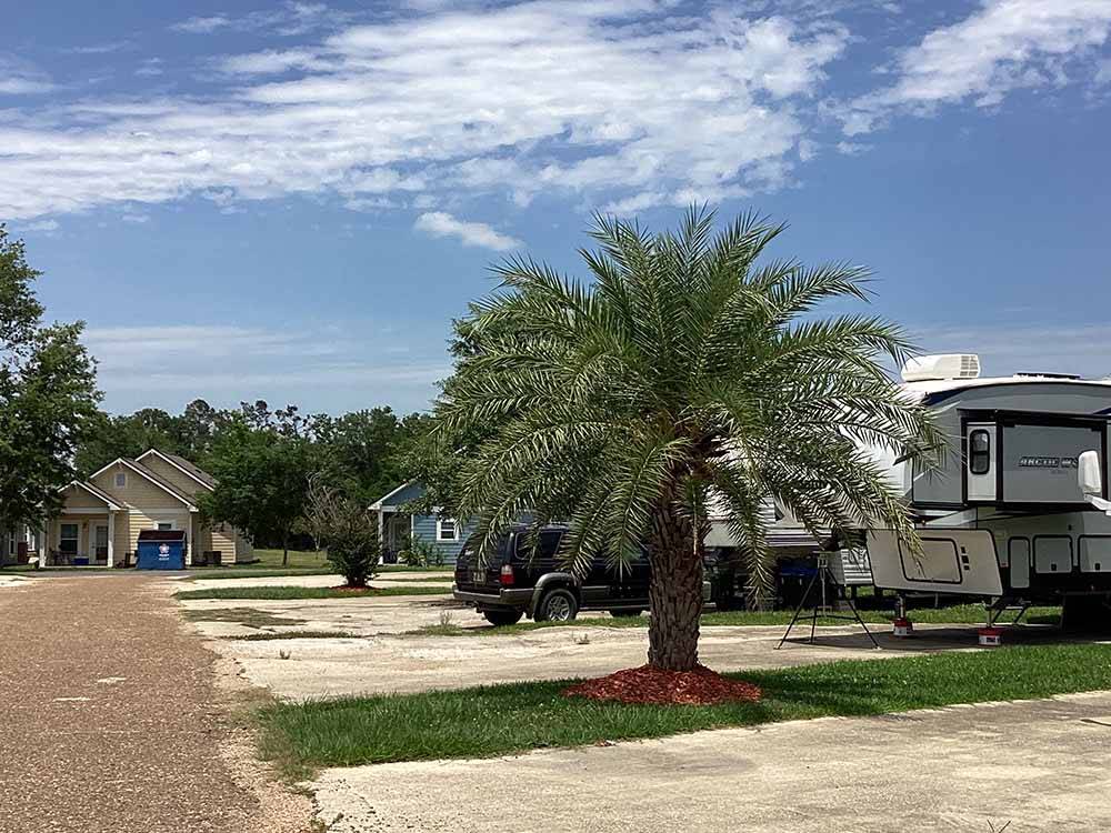 A palm tree between the RV sites at TWELVE OAKS RV PARK
