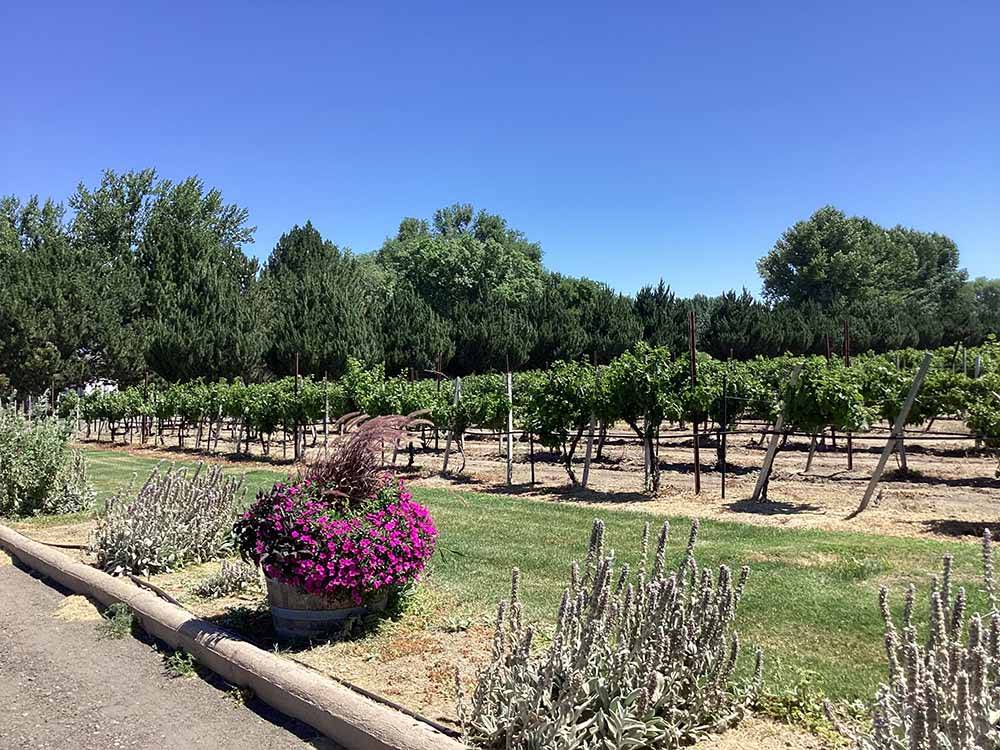 The rows of grape vines at Y KNOT WINERY & RV PARK