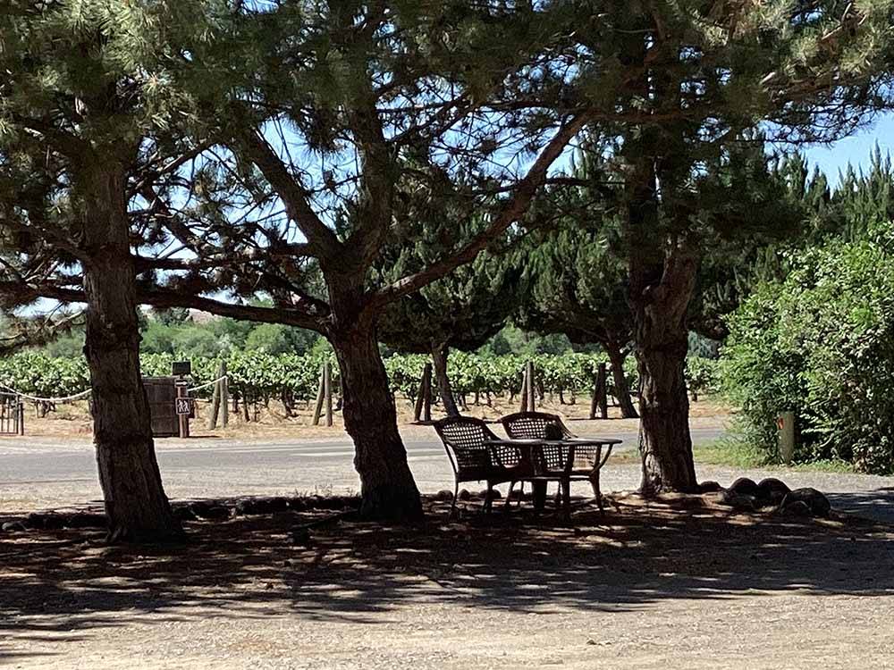 A couple of chairs under trees at Y KNOT WINERY & RV PARK