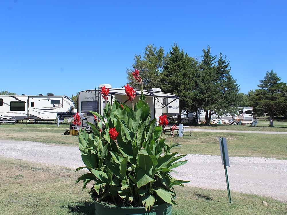 A flowering plant next to the road at SPRING LAKE RV RESORT
