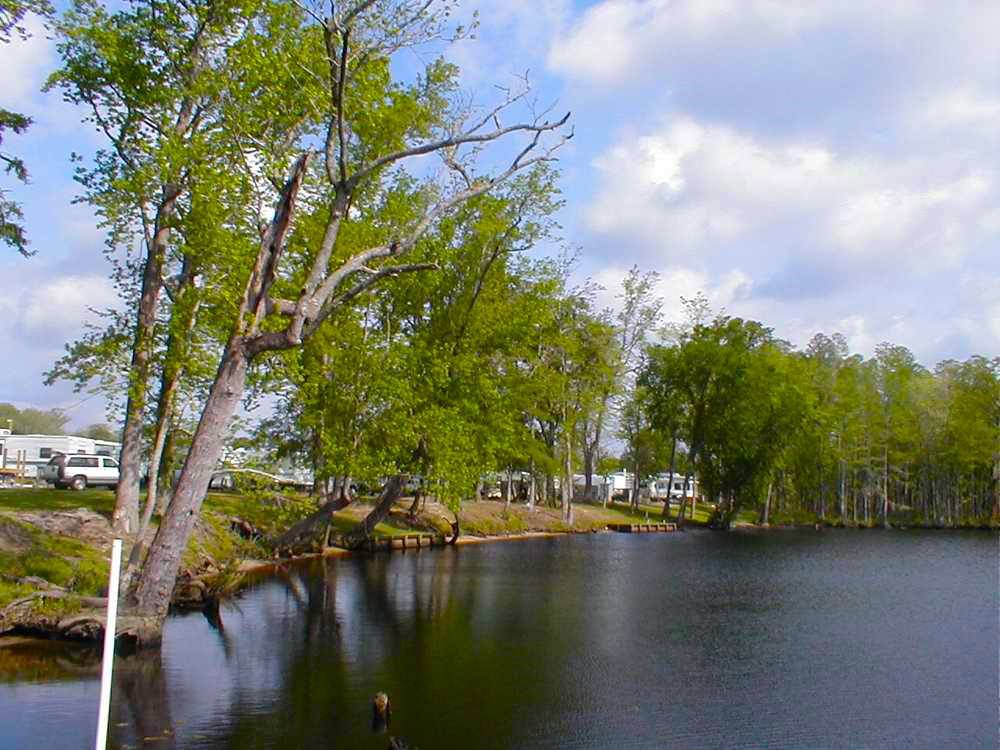 Trees along the water at Tranter's Creek Resort & Campground