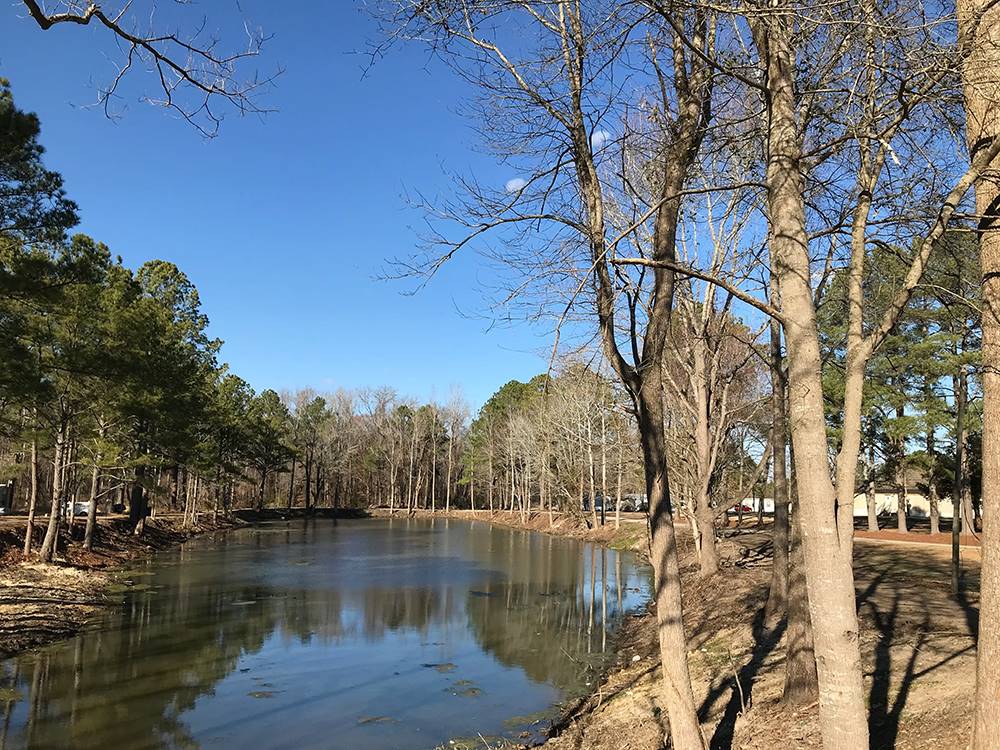 Trees surrounding the water at Tranter's Creek Resort & Campground