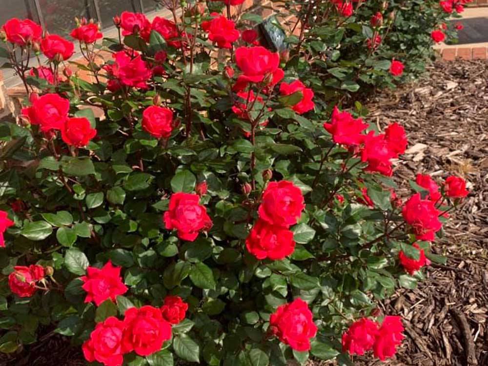 Garden of bright red blooming roses at CEDAR VALLEY RV PARK