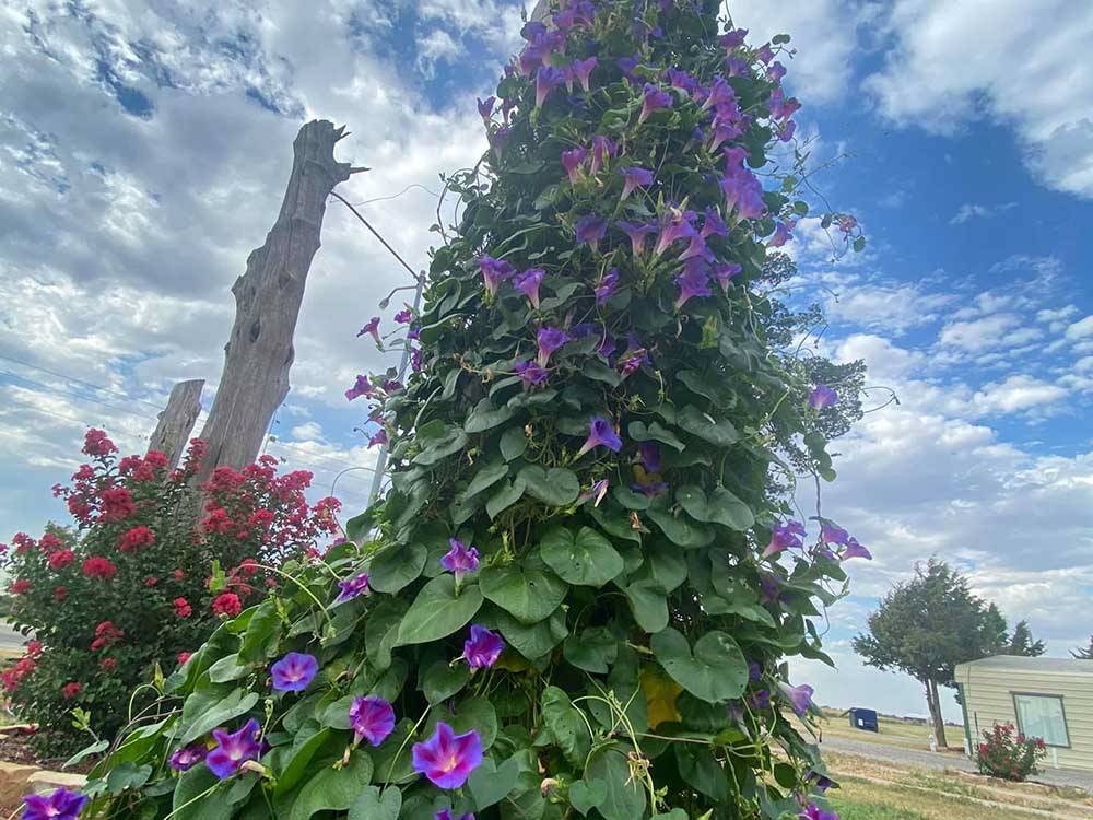 Climbing vines of purple and red flowers at CEDAR VALLEY RV PARK