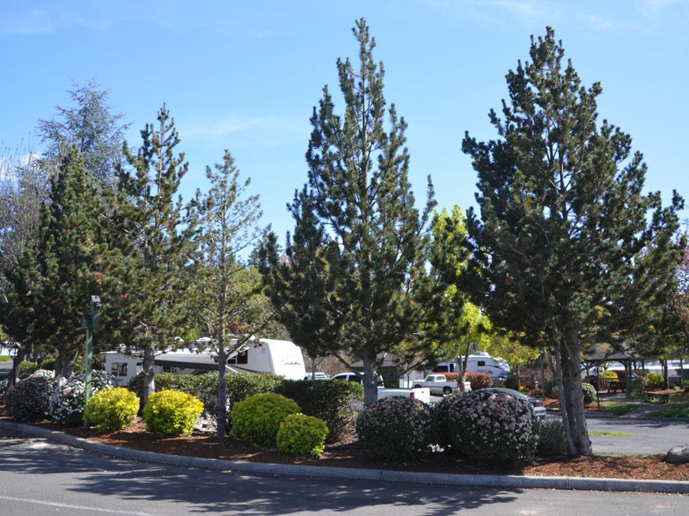 Beautiful landscaping and trees near RV sites at JACK'S LANDING RV RESORT