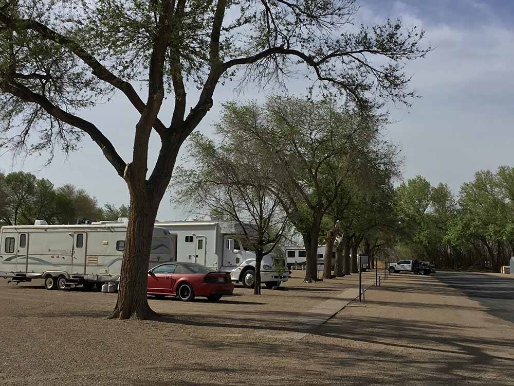 A row of trees next to the RV sites at CORRAL RV PARK