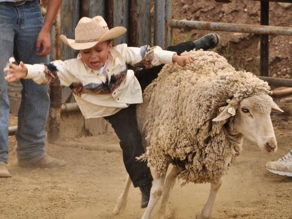 A kid in a cowboy hat mutton busting at SKY UTE FAIRGROUNDS & RV PARK
