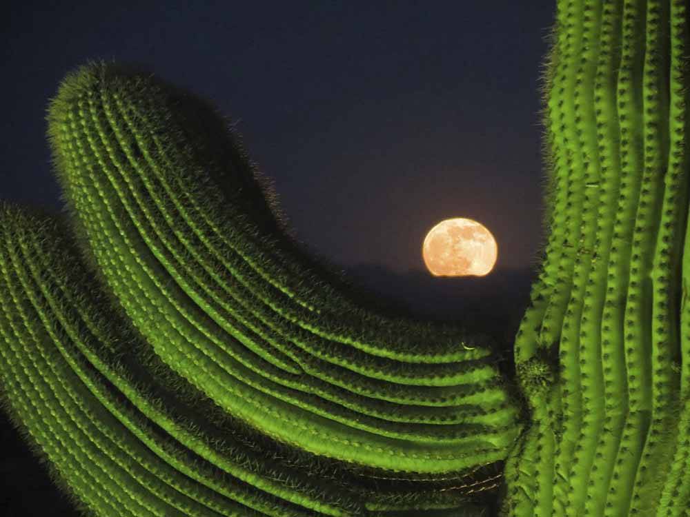 The moon behind a cactus at SONORAN DESERT RV PARK