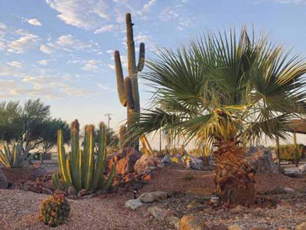 A group of cactus and palm trees at SONORAN DESERT RV PARK