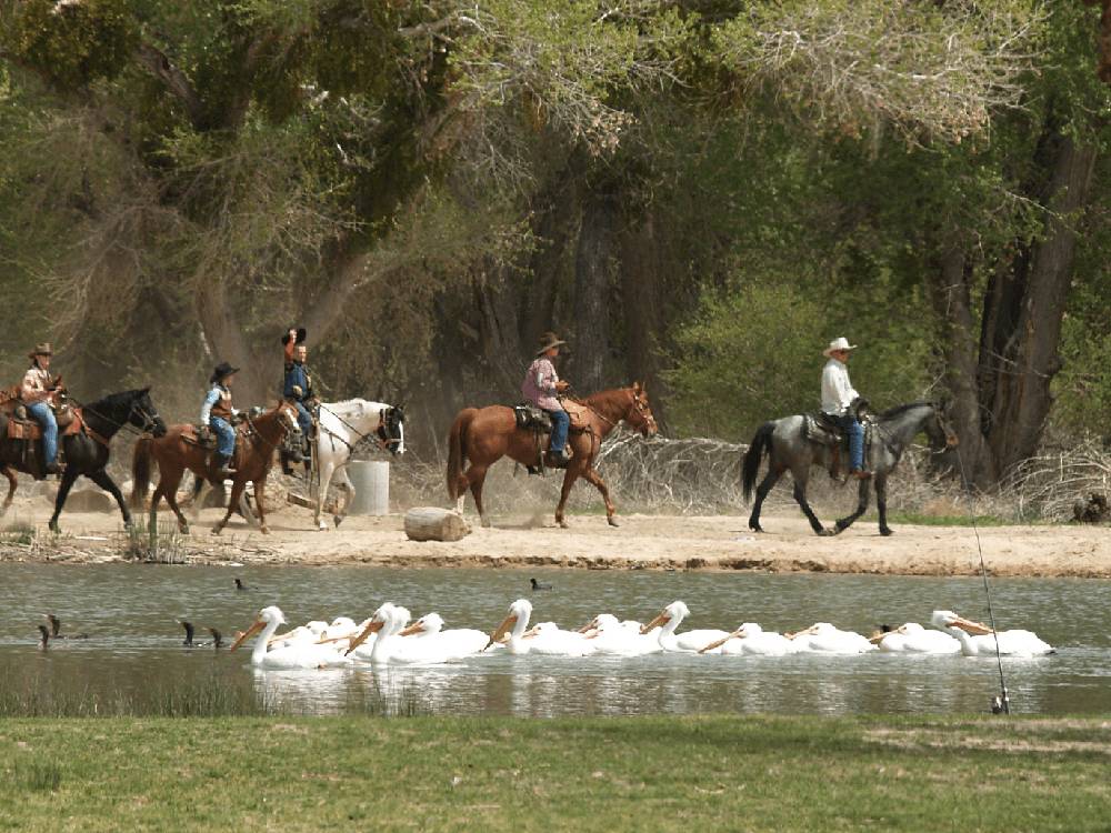 Horseback riders along lake with pelicans