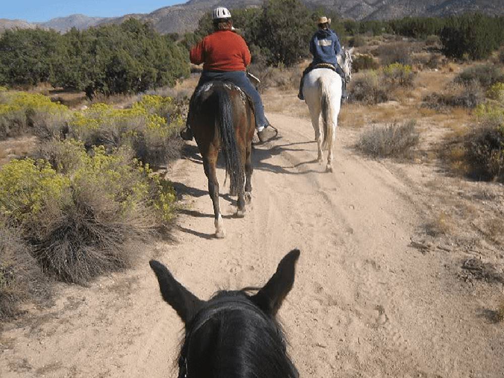 Horseback riding on trail