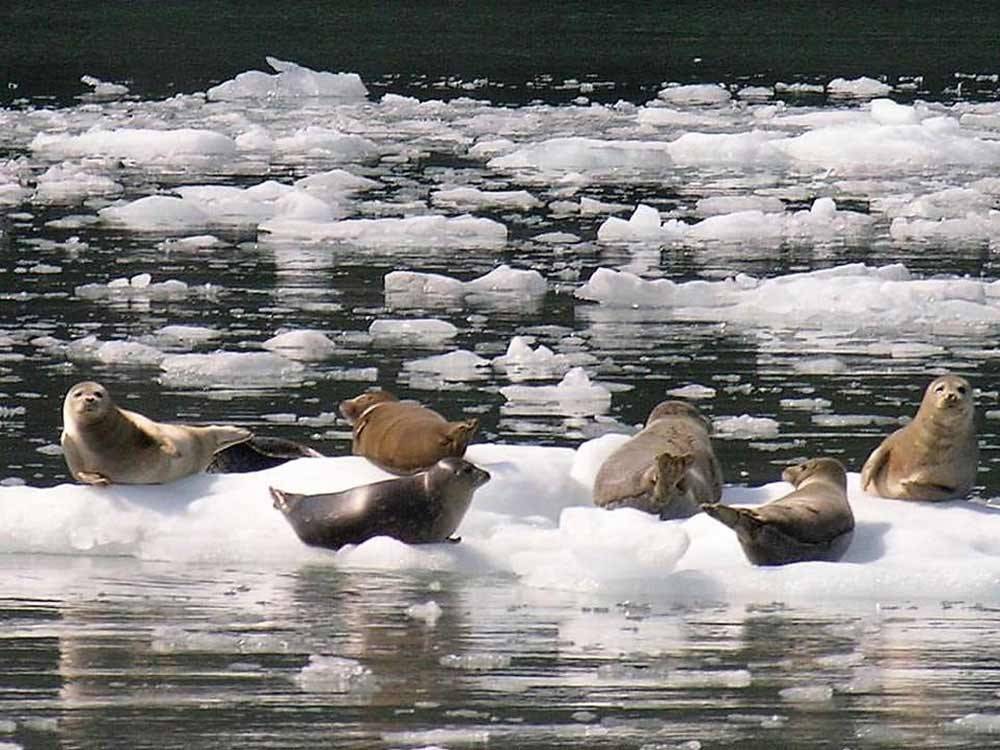 Seals on the ice at STAN STEPHENS GLACIER & WILDLIFE CRUISES