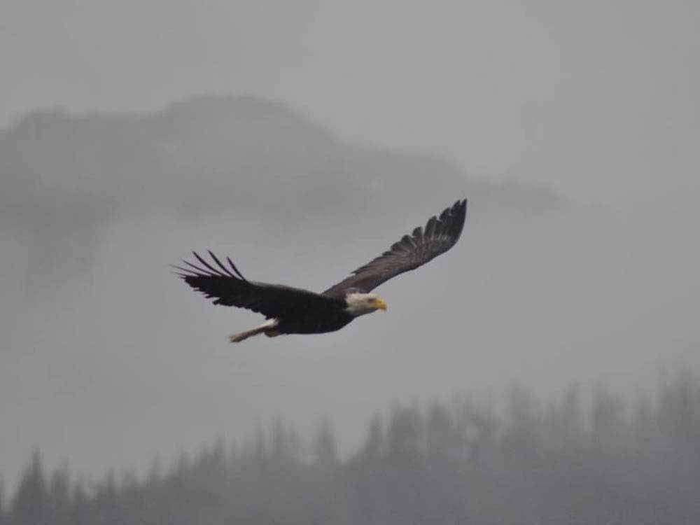 Eagle soaring at STAN STEPHENS GLACIER & WILDLIFE CRUISES