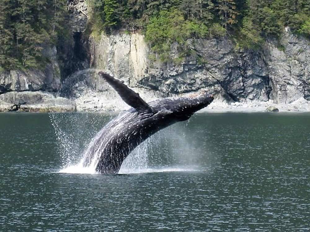 Whale breaching at STAN STEPHENS GLACIER & WILDLIFE CRUISES