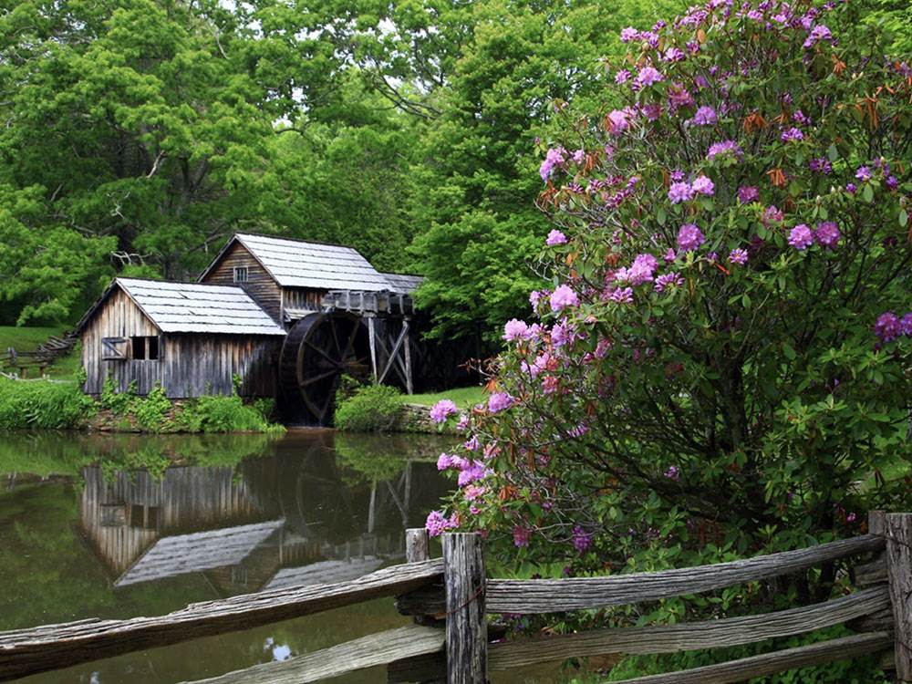 Flowers and a building near a pond