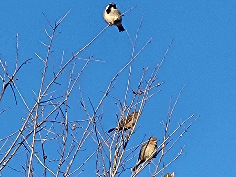Three birds sitting on a tree at CANTON I-20 RV PARK