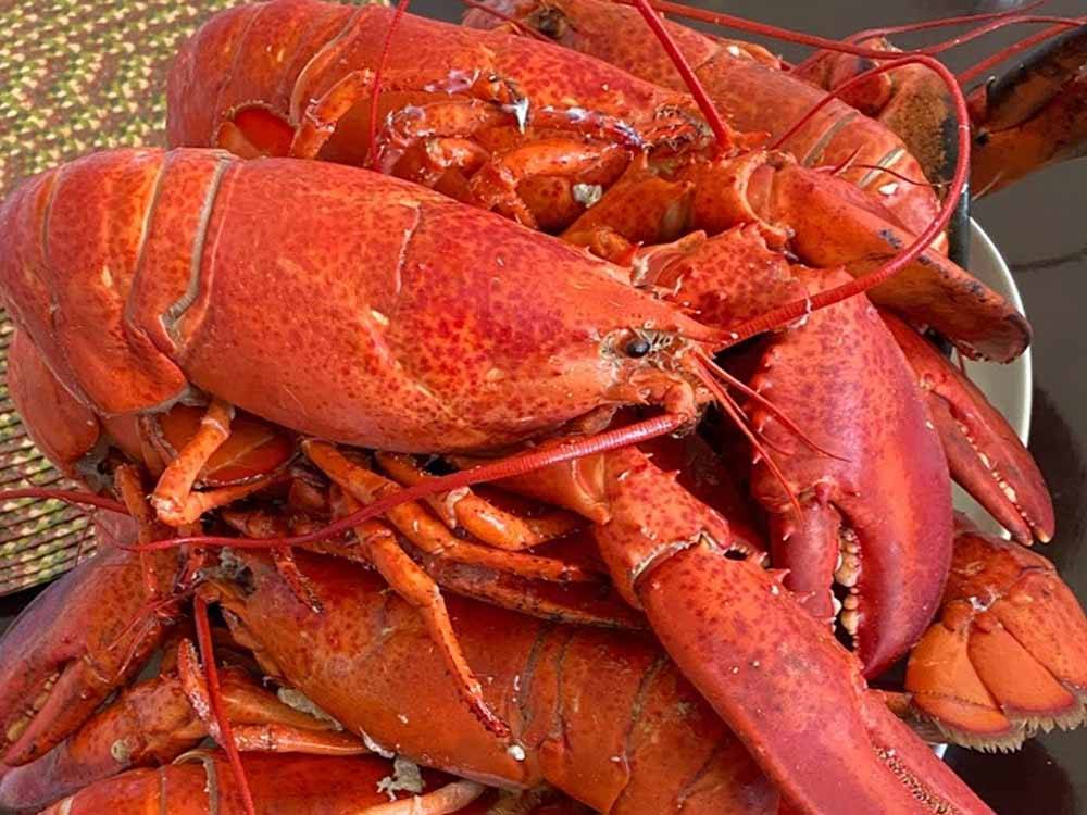 Lobster will be on the menu at OCEAN RIVER RV RESORT & CAMPGROUND