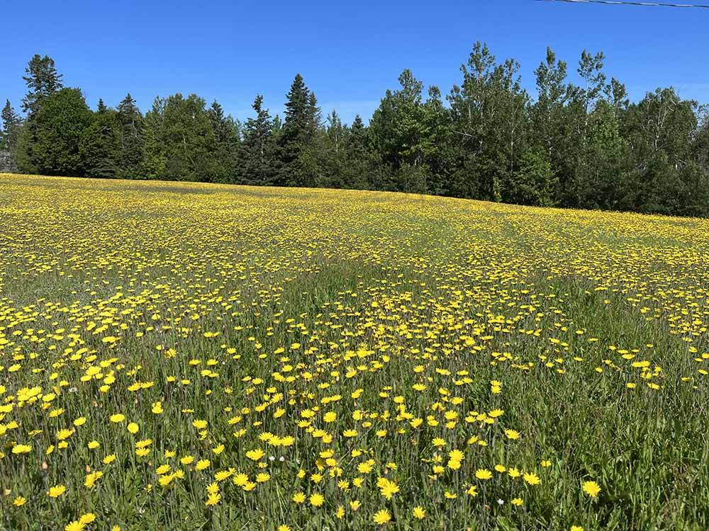 A field of yellow flowers at OCEAN RIVER RV RESORT & CAMPGROUND