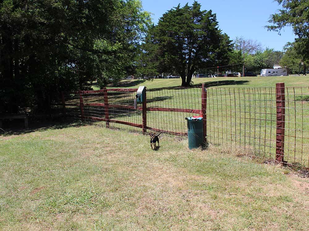 A dog in the fenced in pet area at ARBUCKLE RV RESORT