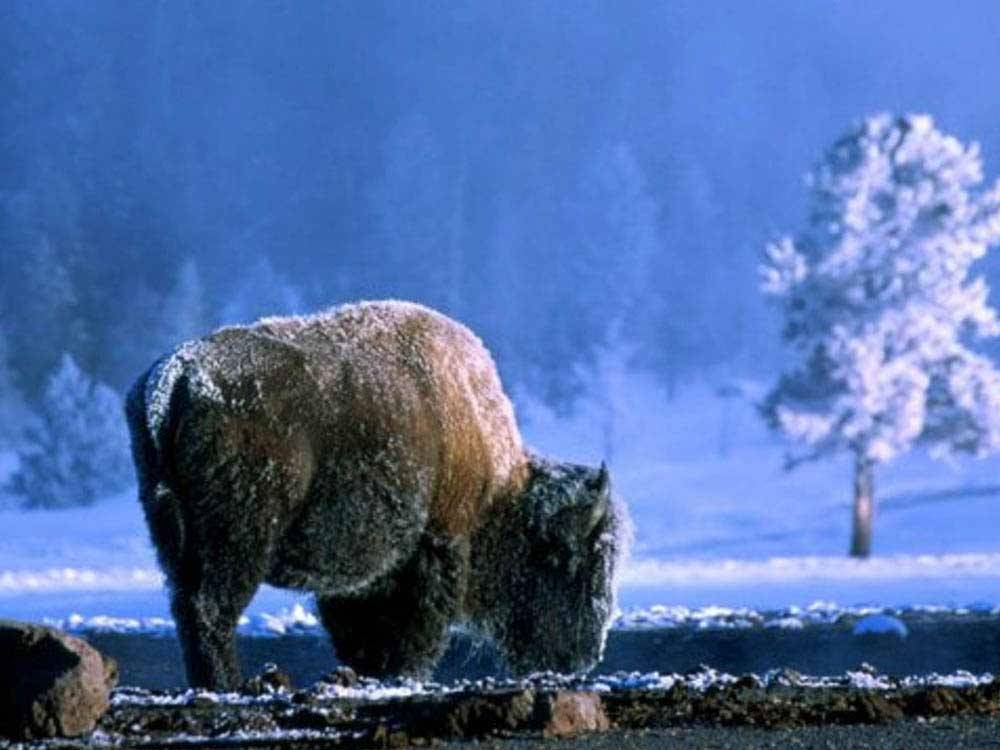 Buffalo grazing during winter at YELLOWSTONE VALLEY INN & RV PARK