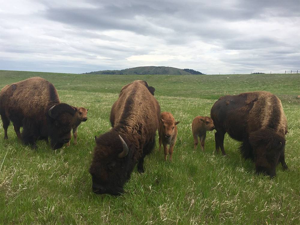 Buffalo and their calves nearby at Elkhorn Ridge RV Resort & Cabins