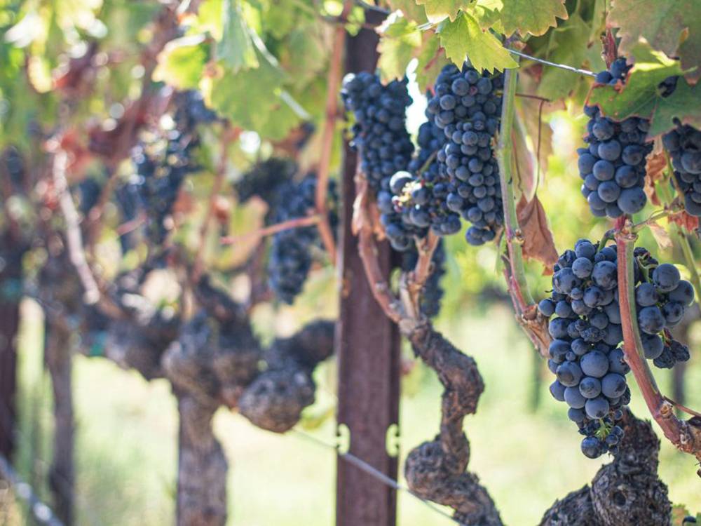 Wine grapes on the vine