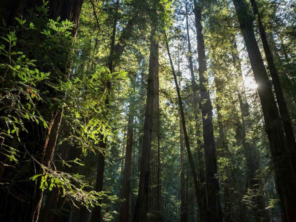 Looking up at a forest of tall trees