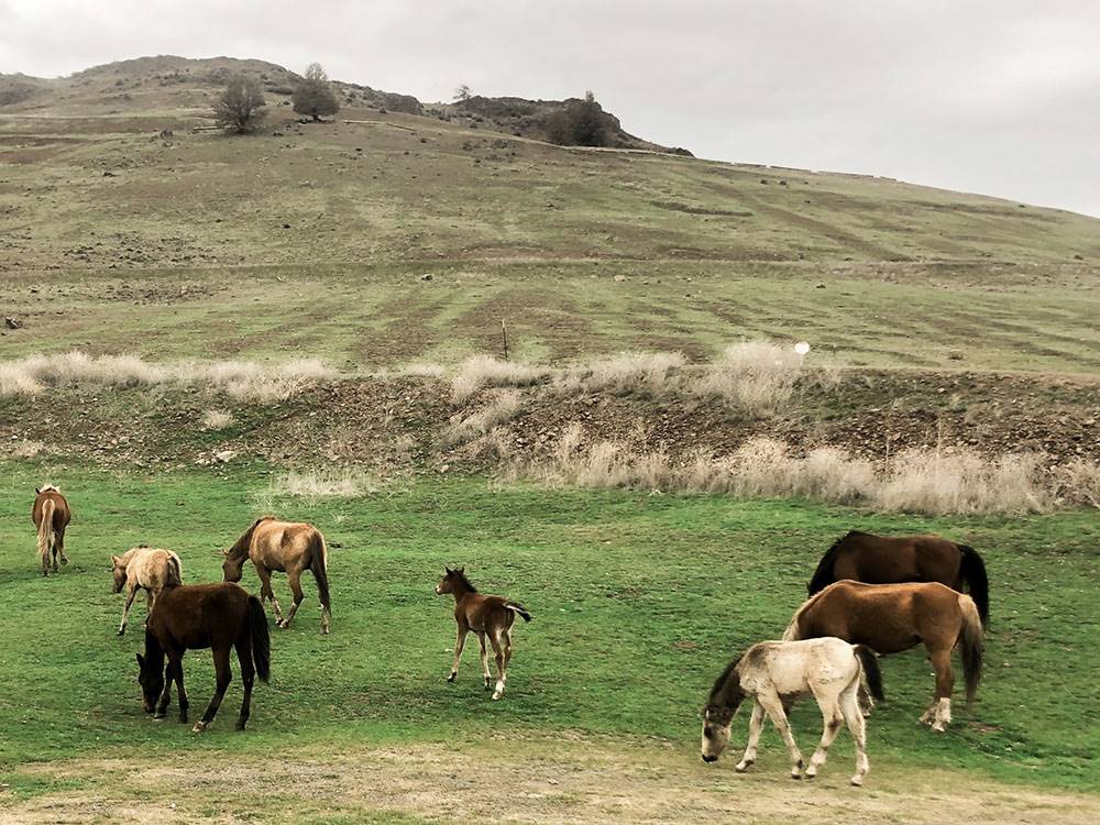 Horses grazing in a field at Klamath Ranch Resort / Blue Heron RV Park