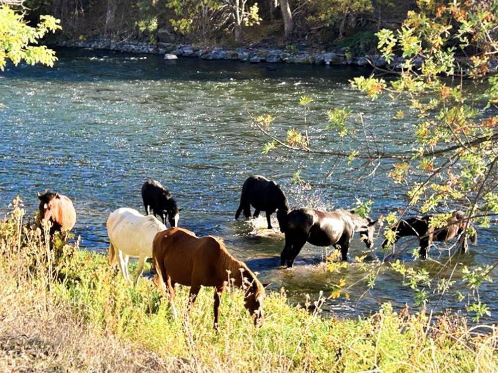 Horses wading in the river at Klamath Ranch Resort / Blue Heron RV Park