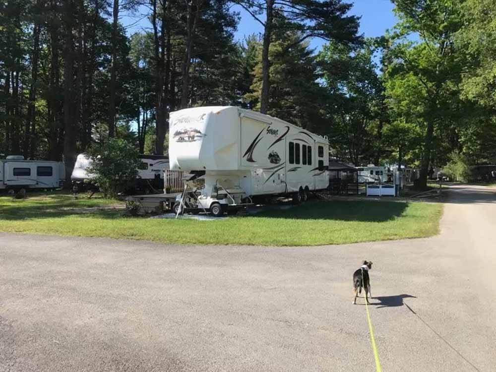A dog walking next to an RV site at WAUBEEKA FAMILY CAMPGROUND