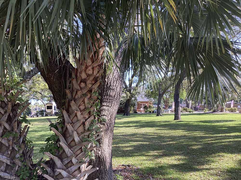 Palm trees next to a grassy area at MAJESTIC OAKS RV RESORT