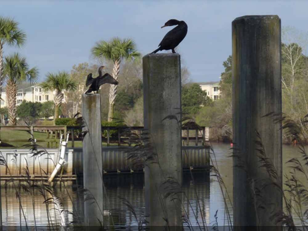 Birds sitting on some piers at BRIARCLIFFE RV RESORT