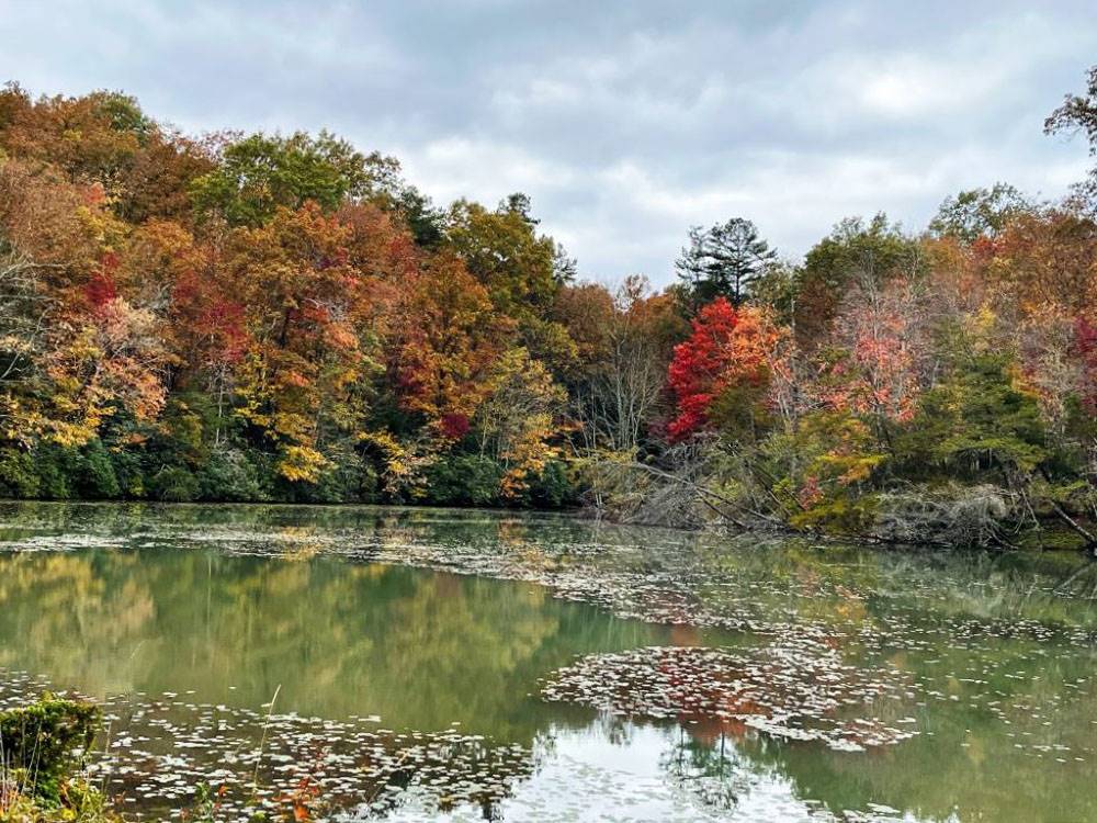A view of the pond and fall foliage