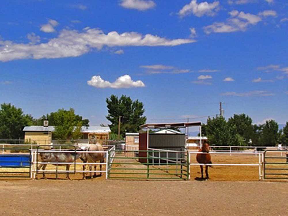 A brown horse in a corral at KIVA RV PARK & HORSE MOTEL