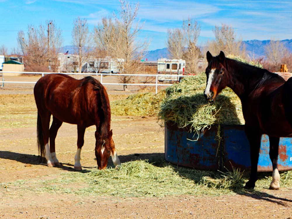 Two brown horses eating hay at KIVA RV PARK & HORSE MOTEL