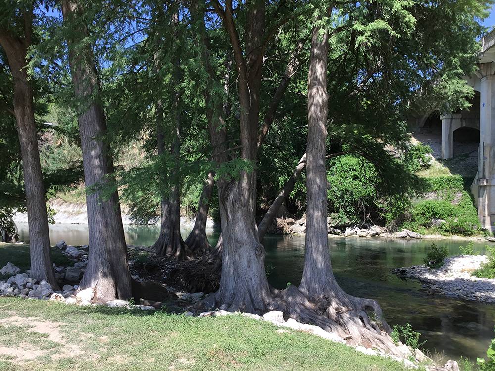 Trees on the bank of the river