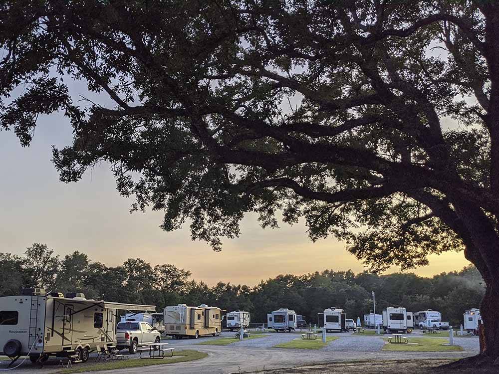 A view of the campsites with a tree in the foreground at PENSACOLA RV PARK