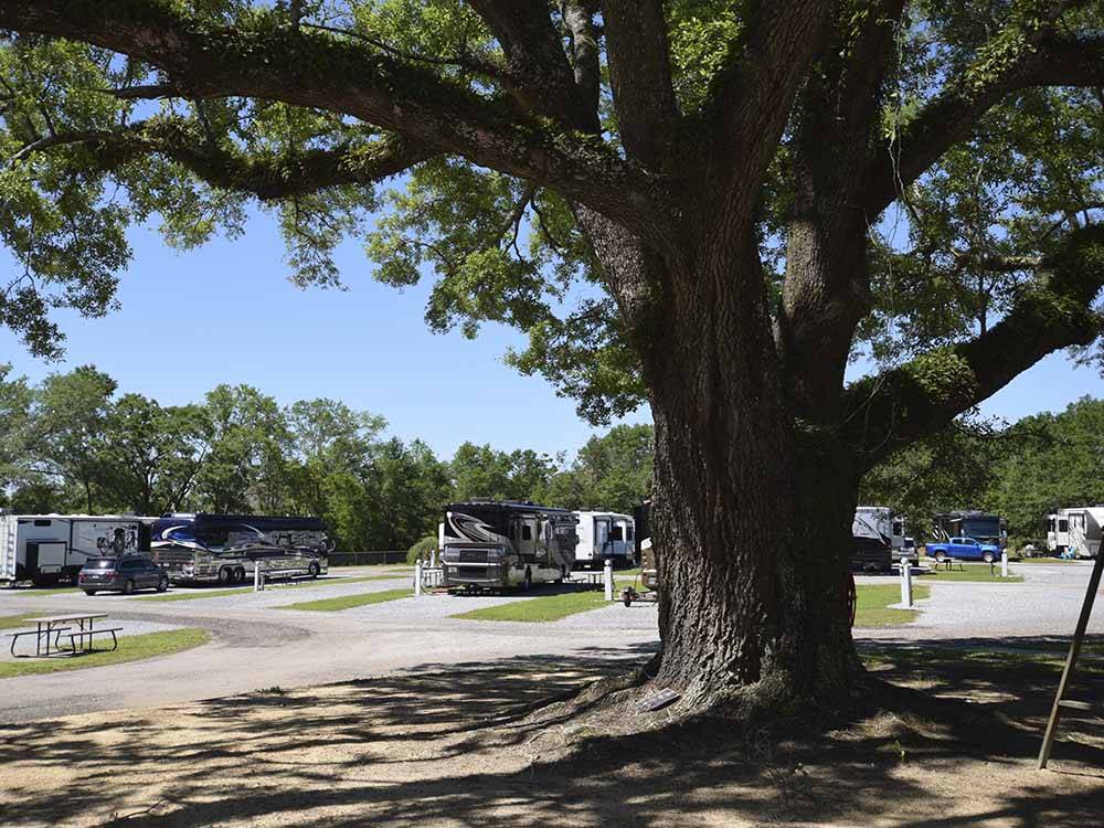 A large shade tree near the RV sites at PENSACOLA RV PARK