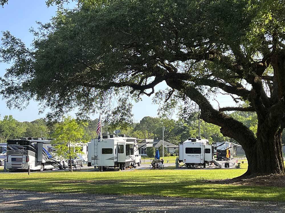 Enormous tree in front of some RV sites at PENSACOLA RV PARK