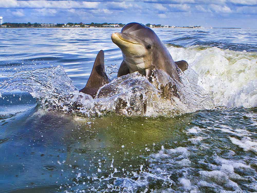 A baby dolphin on his moms back nearby at LEVY COUNTY VISITORS BUREAU