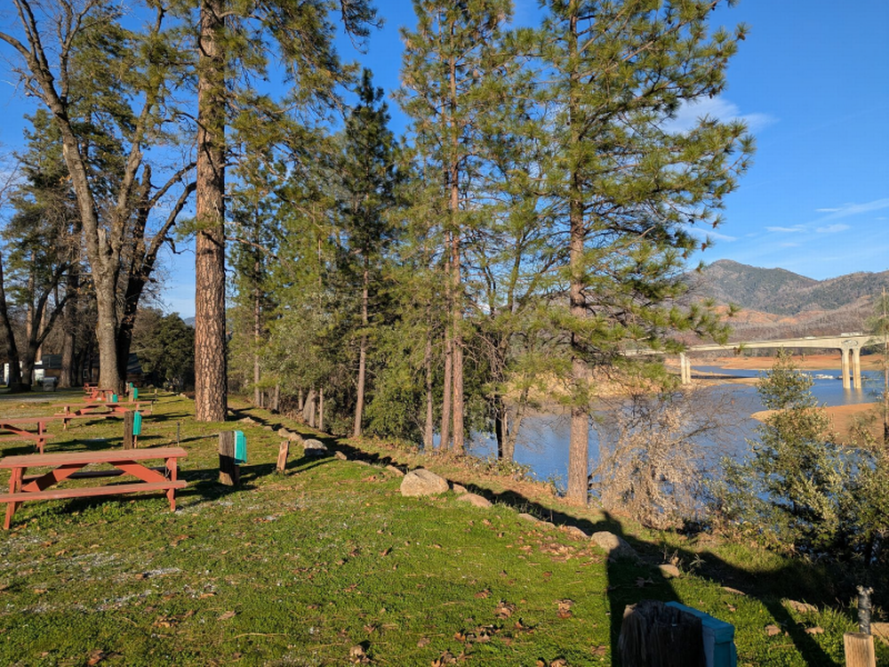 Tall trees at the park