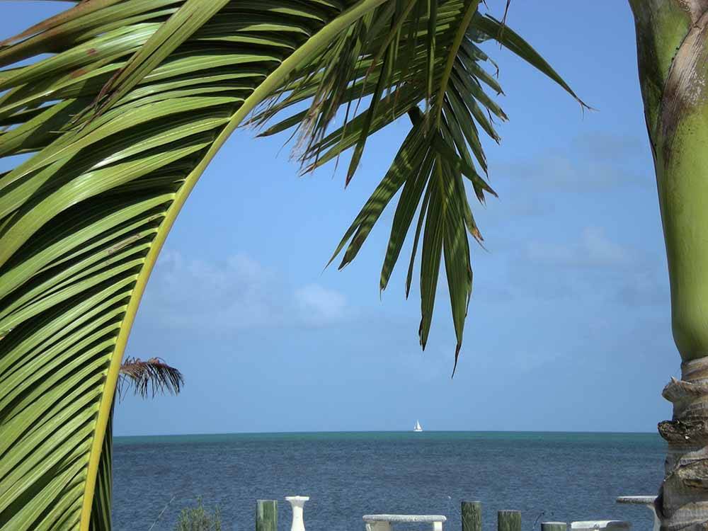 Looking at the ocean thru a palm tree at GRASSY KEY RV PARK AND RESORT
