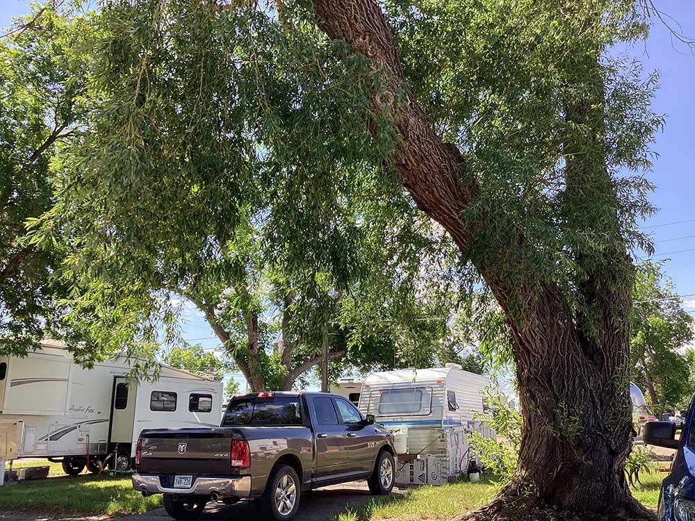 A large tree next to an RV site at GREAT FALLS RV PARK