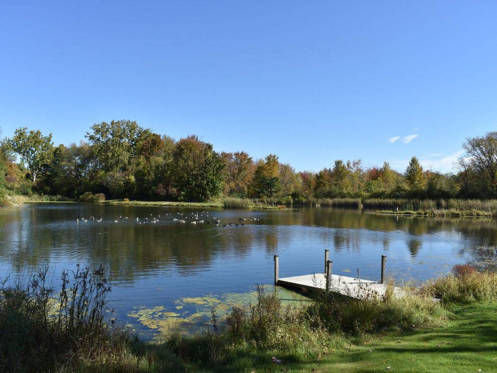 Ducks in the fishing pond