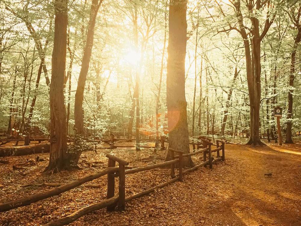 Walking path under trees