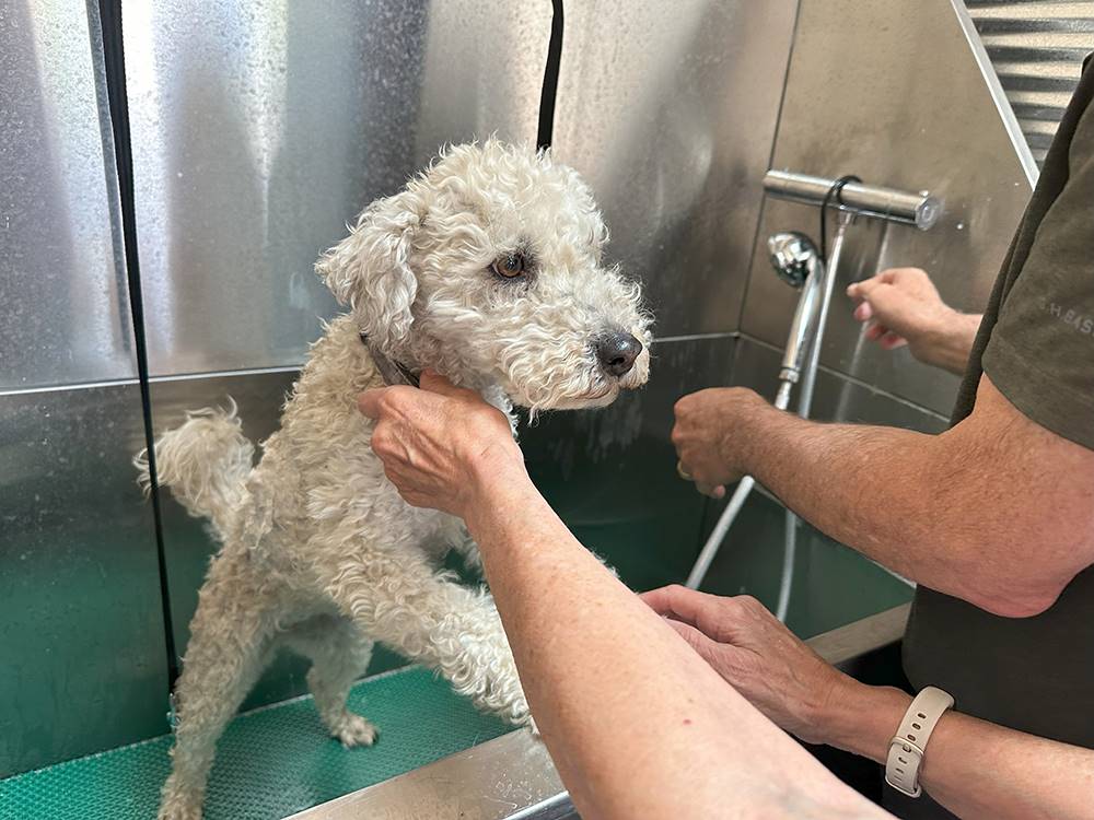 A cute toy poodle in the dog wash