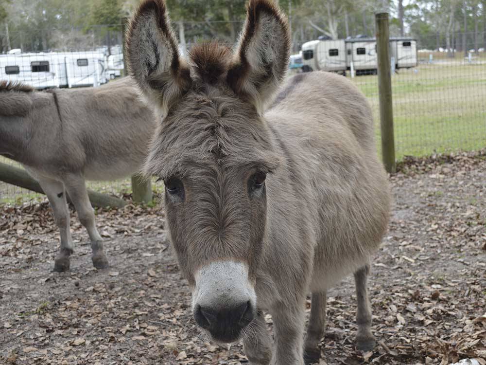 Burros in fenced area at TRAVELERS CAMPGROUND