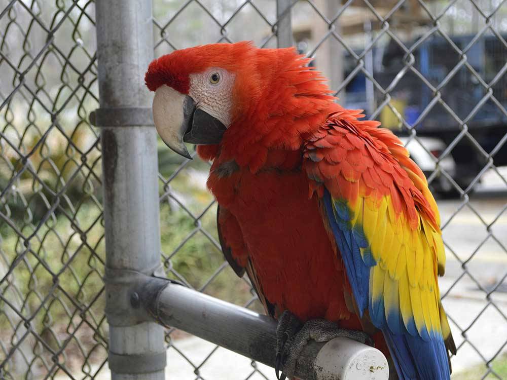 Colorful parrot at TRAVELERS CAMPGROUND