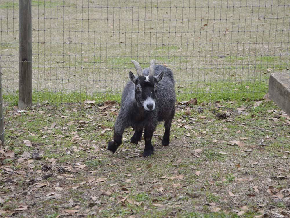 A goat in a fenced area at TRAVELERS CAMPGROUND